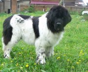 Превью фото № 230780