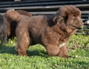 Превью фото № 230788