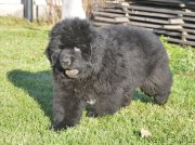 Превью фото № 230791