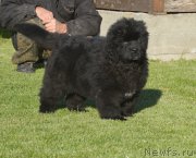 Превью фото № 230795