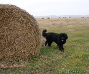 Превью фото № 230869