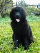 Превью фото № 230870