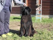 Превью фото № 230916