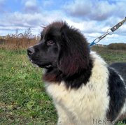 Превью фото № 230935