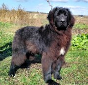 Превью фото № 230940