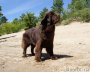 Превью фото № 230993