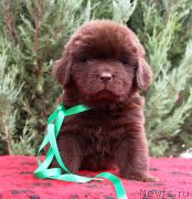 Превью фото № 231011