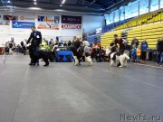 Превью фото № 231015