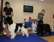 Превью фото № 231025