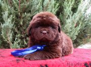 Превью фото № 231045