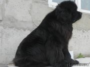 Превью фото № 231059