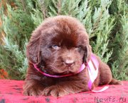 Превью фото № 231066