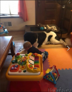 Превью фото № 231068