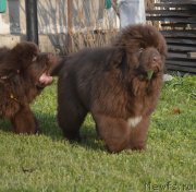 Превью фото № 231098