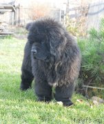 Превью фото № 231108