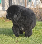 Превью фото № 231109