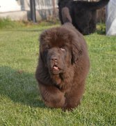 Превью фото № 231110