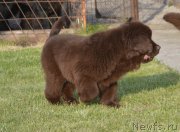 Превью фото № 231112