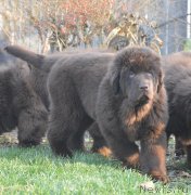 Превью фото № 231114