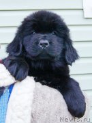 Превью фото № 231121