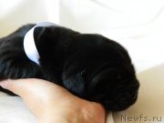 Превью фото № 231149