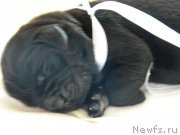 Превью фото № 231150