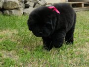 Превью фото № 231158