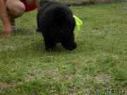 Превью фото № 231162