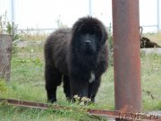 Превью фото № 231167