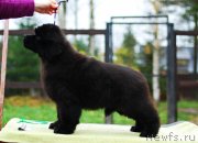 Превью фото № 231175