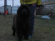 Превью фото № 231181