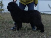 Превью фото № 231182