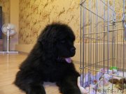 Превью фото № 231191