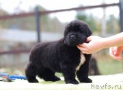 Превью фото № 231198