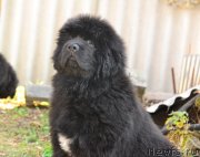 Превью фото № 231210