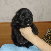 Превью фото № 231239