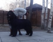 Превью фото № 231279