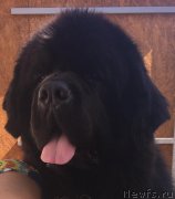 Превью фото № 231282