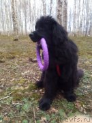 Превью фото № 231284