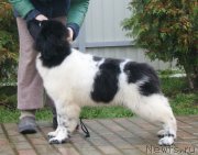 Превью фото № 231292