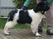 Превью фото № 231293