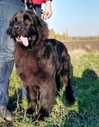 Превью фото № 231315