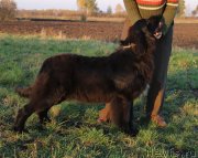 Превью фото № 231318