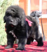 Превью фото № 231355