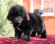 Превью фото № 231356