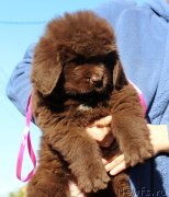 Превью фото № 231374