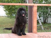 Превью фото № 231393