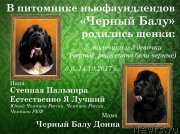 Превью фото № 231394