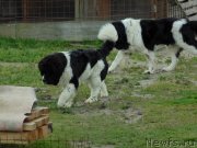 Превью фото № 231399