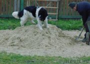 Превью фото № 231400